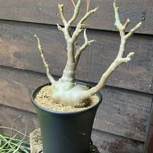 オトンナ トリプリネルビア,多肉植物,塊根植物,オトンナ属,コーデックスの画像