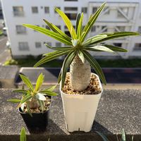 パキポディウム・グラキリス,多肉植物,観葉植物,塊根植物,実生の画像