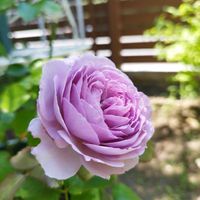 オリーブ,オリーブ,バラ リラ,バラ リラ,オナガの画像