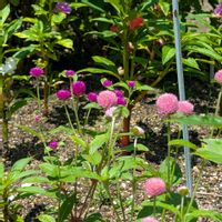 センニチコウ,ホウセンカ（鳳仙花）,リビング,花のある暮らし,スカビオサ♡の画像