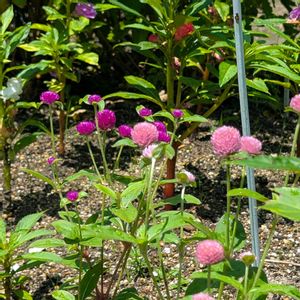 センニチコウ,ホウセンカ（鳳仙花）,リビング,花のある暮らし,スカビオサ♡の画像