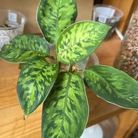 サトイモ科,ホマロメナ,ホマロメナ,観葉植物,水耕栽培の画像