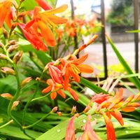 ブルーベリー,秋色アジサイ,ヒメヒオウギスイセン,お店の商品スミマセン,GSアダルトチームの画像