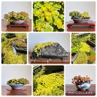 丸葉万年草,黄金マルバマンネングサ,盆栽,セダム属,盆栽棚の画像
