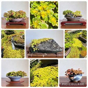 丸葉万年草,黄金マルバマンネングサ,盆栽,セダム属,盆栽棚の画像