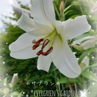 カサブランカ,ユリ,テッポウユリ,いい香り,白い花の画像