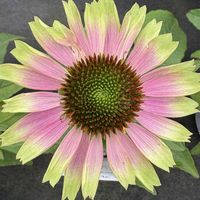 花言葉,おひさまの画像