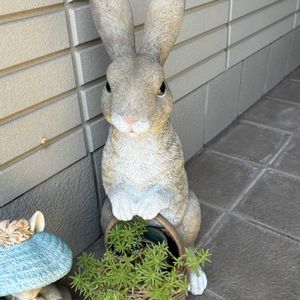 セダム,セダム,パイナップルリリー,パイナップルリリー,バラの画像
