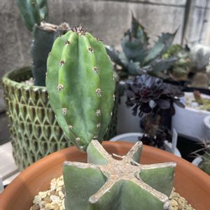 鬼面角,鬼面角ブランチ,多肉植物,珍奇植物,多肉女子の画像
