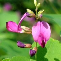 ハギ,ヤマハギ,ピンクの花,木に咲く花,桃色の花の画像