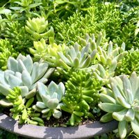 セダム,虹の玉,多肉植物,多肉寄せ植え,今日のお花の画像