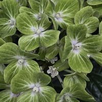 アジサイ,エキナセア,ハイドランジア,ルドベキア,紫陽花の画像