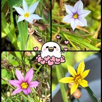 ニワゼキショウ,お庭いっぱいニワゼキショウ,黄花ニワゼキショウの画像