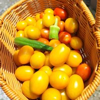 オクラ,コレオプシス,ツルバキア,ミニトマト,ミニトマトの画像