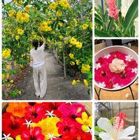 ハイビスカス,マンゴー,アラマンダ,いつもありがとう♡,南国植物の画像