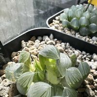 オブツーサ,ハオルチア,ブラックオブツーサ錦,オブツーサ錦,多肉植物の画像