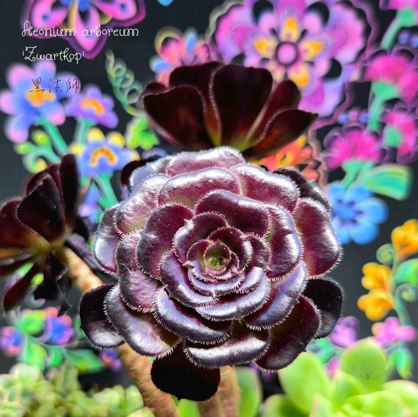 多肉植物の投稿画像 by Sho_kさん｜観葉植物と黒法師とセダム属と