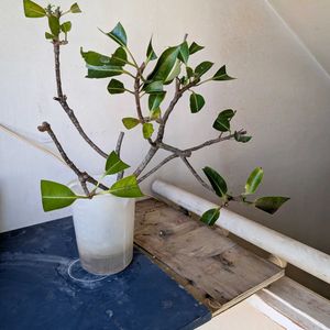イジュ,植物,沖縄の画像