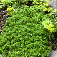 セダム,セダム,天使の雫,今日のお花,おうち園芸の画像