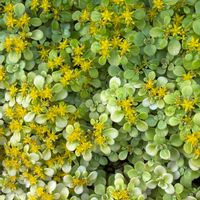 キリンソウ,セダム,マルバマンネングサ,ポニョ,Sedum makinoi Maxim✨の画像