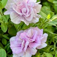 ペチュニア,メロン,八重咲きペチュニア　パニエ,花のある暮らし,初夏の庭の画像