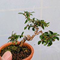 サルスベリ,盆栽,ミニ盆栽,盆栽苗木,まめ盆栽の画像