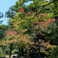 モミジ,公園散歩,今日のお散歩,歩くの大好き♡の画像