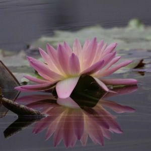 睡蓮,熱帯スイレン,熱帯睡蓮ムカゴ種,温室,掛川花鳥園の画像