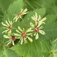 ナナカマド,ミネカエデ,ミネカエデ,ミネカエデの花,ミネカエデの花の画像