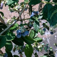 ブルーベリー,ベルガモット,マーガレット,タケニグサ,田舎暮らしの画像