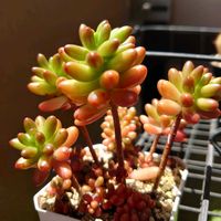 セダム,春萌,虹の玉,白雪ミセバヤ,多肉植物の画像