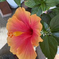 ブルーベリー,ヒポエステス,多肉植物 寄せ植え,アルテルナンテラ エンジェルレース,ハイビスカス ミセスユミの画像