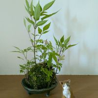 苔（苔玉）,もみじ,ゆきのした,苔玉の画像