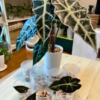アロカシア・アマゾニカ,アロカシア,観葉植物,インテリアグリーン,緑は癒しの画像