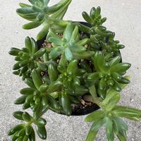 虹の玉,多肉植物,セダム属,ダイソー,ホームセンターの画像