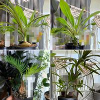 塊根植物,園芸初心者,木本植物の画像