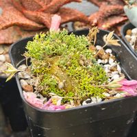 サルコカウロン ペニクリナム,塊根植物,パキポディウム　恵比寿笑いの画像