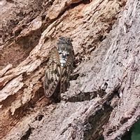 ツルウメモドキの画像