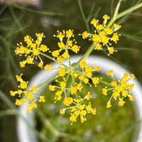 フェンネル,ハーブはーぶの画像