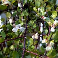 ワイヤープランツ,ワイヤープランツの花,ぷにぷにの画像