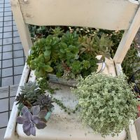 セダム,ギボウシ（ホスタ）,今日の花,玄関アプローチ,庭の画像