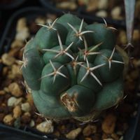 ハオルチア,多肉植物,観葉植物,塊根植物,サボテン科の画像