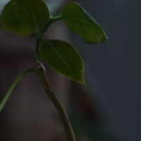 ハオルチア,多肉植物,観葉植物,塊根植物,サボテン科の画像