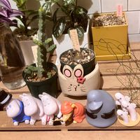 シゾバシス イントリカータ,ユーフォルビア　デビリスピナ,多肉植物,ユーフォルビア,球根植物の画像