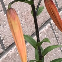 ルビーネックレス,白檀,オキザリス・トライアングラリス,ユーホルビア ミルシニステ,たにく植物の画像