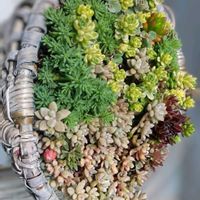 セダム,セダム,虹の玉（セダム属）,セダム寄せ,タイトゴメの画像