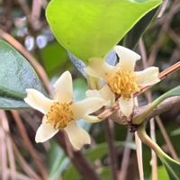 モッコク,近所のお寺,木曜は木の花,木曜は木に咲く花の画像