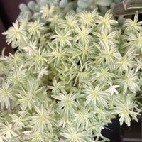 レッドベリー,ミルクゥージ,斑入りパリダム,セダム属 マジョール,花団錦の画像
