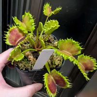 ハエトリソウ,ディオネア,ハエトリソウ zipp,観葉植物,食虫植物の画像