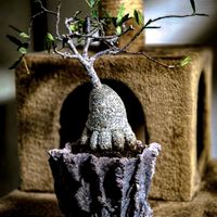 フォッケア・エデュリス,フォッケア エデュリス（火星人）,塊根植物,コーデックス,塊根の画像